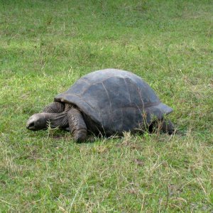 ALDABRA BREEDER