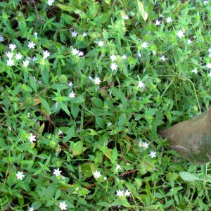 ALDABRA BREEDER