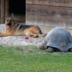 ALDABRA BREEDER