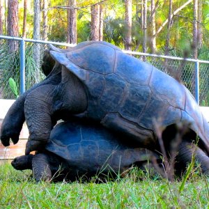 ALDABRA BREEDER
