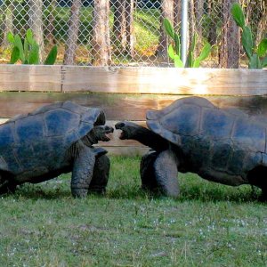 ALDABRA BREEDER