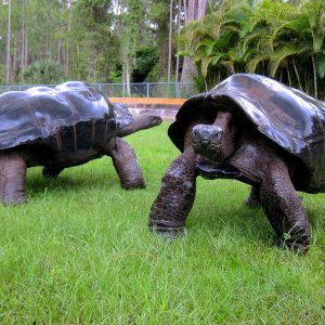 ALDABRA BREEDER