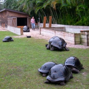 ALDABRA BREEDER