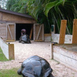 ALDABRA BREEDER