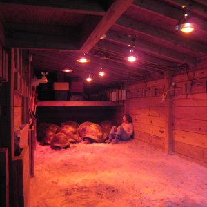 ALDABRA BREEDER