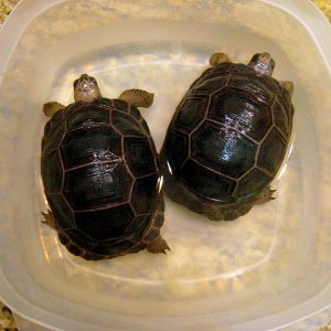 ALDABRA BREEDER