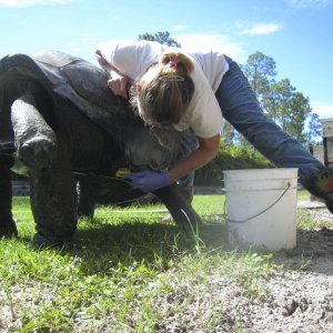 ALDABRA BREEDER