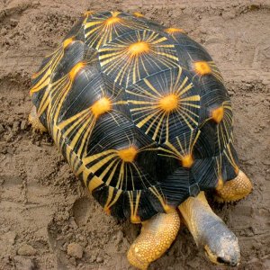 ALDABRA BREEDER