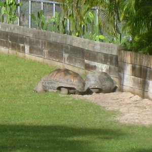 ALDABRA BREEDER