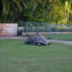 ALDABRA BREEDER