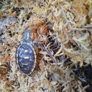 Desert Ornate hatchling
