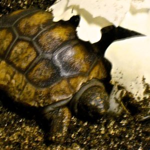 ALDABRA BREEDER