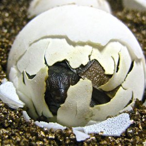 ALDABRA BREEDER