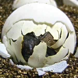 ALDABRA BREEDER