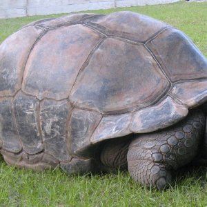 ALDABRA BREEDER