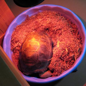 ALDABRA BREEDER