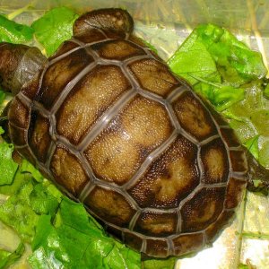 ALDABRA BREEDER