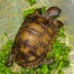 ALDABRA BREEDER