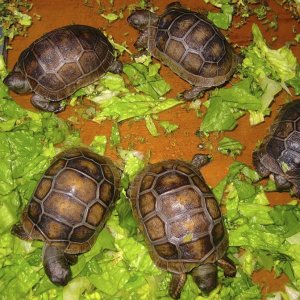 ALDABRA BREEDER