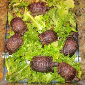 ALDABRA BREEDER