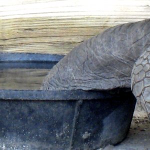 ALDABRA BREEDER