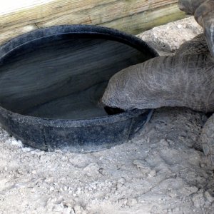 ALDABRA BREEDER
