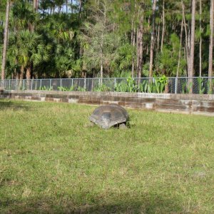 ALDABRA BREEDER