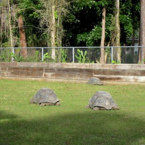 ALDABRA BREEDER