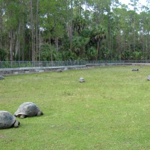 ALDABRA BREEDER