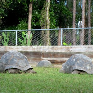 ALDABRA BREEDER