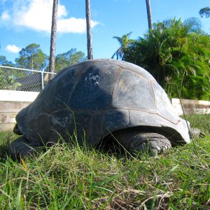 ALDABRA BREEDER