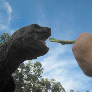 ALDABRA BREEDER