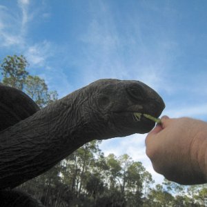 ALDABRA BREEDER