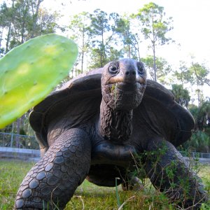 ALDABRA BREEDER