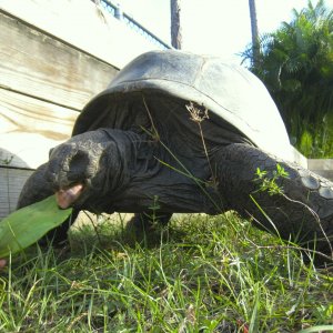 ALDABRA BREEDER