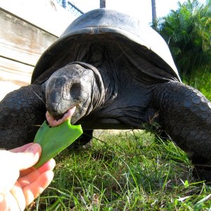 ALDABRA BREEDER