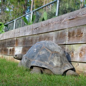 ALDABRA BREEDER
