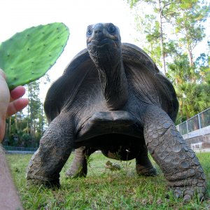 ALDABRA BREEDER