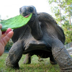 ALDABRA BREEDER