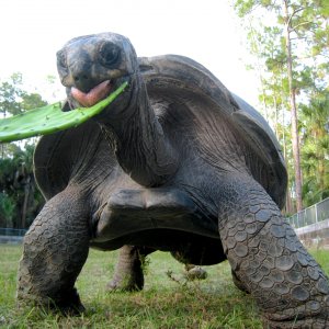 ALDABRA BREEDER
