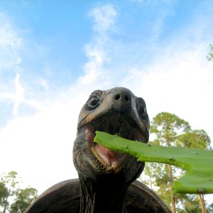 ALDABRA BREEDER