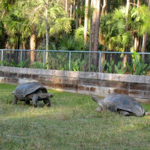 ALDABRA BREEDER
