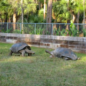 ALDABRA BREEDER