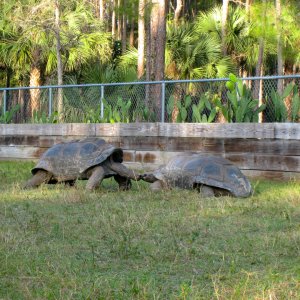 ALDABRA BREEDER