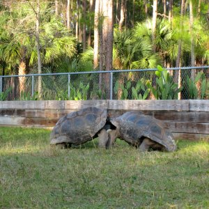 ALDABRA BREEDER