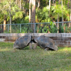 ALDABRA BREEDER