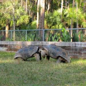 ALDABRA BREEDER