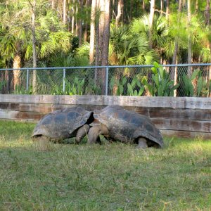 ALDABRA BREEDER