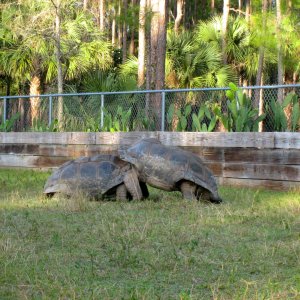 ALDABRA BREEDER