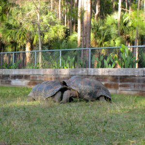 ALDABRA BREEDER
